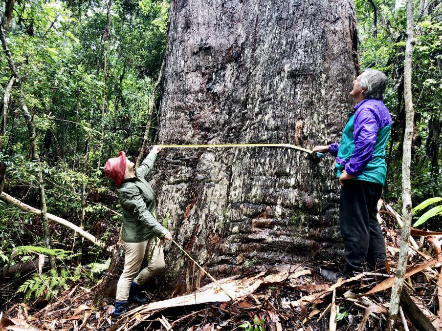Citizen scientists Mary Surman and koala expert John Pile with eight metre diameter Blackbutt (Image: Deanna Markovina)
