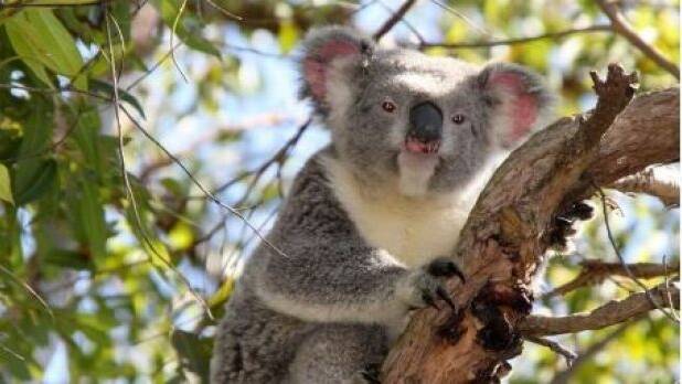 NSW chooses “timber over koalas”
