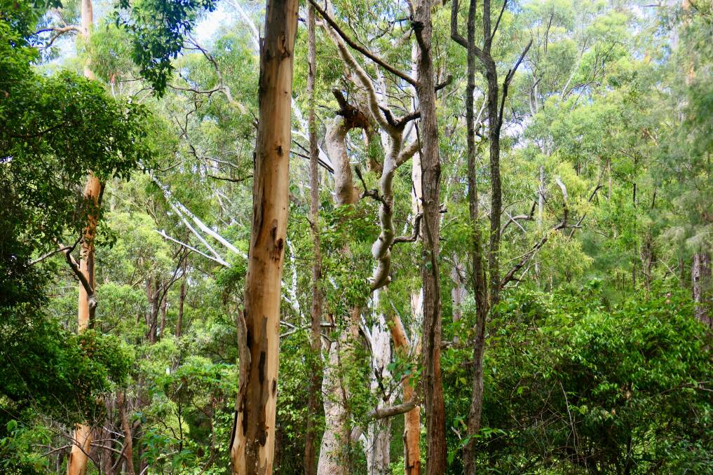 Diverse Koala habitat and feed trees in Newry State Forest (Image: John Bennett)
