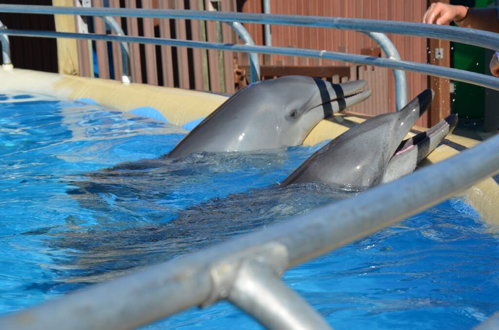 The current enclosure at Dolphin Marine Magic