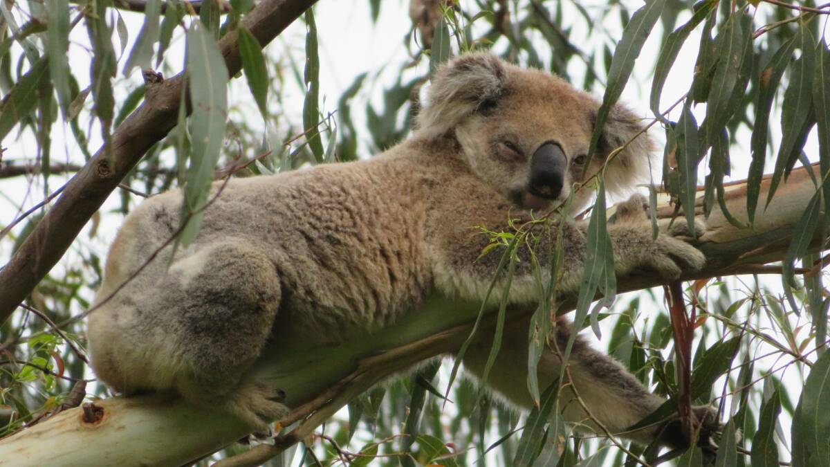 Letter: The great Koala CONservation