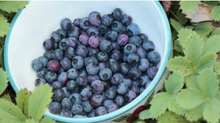 Council’s proposal to require a DA for blueberry farms rejected