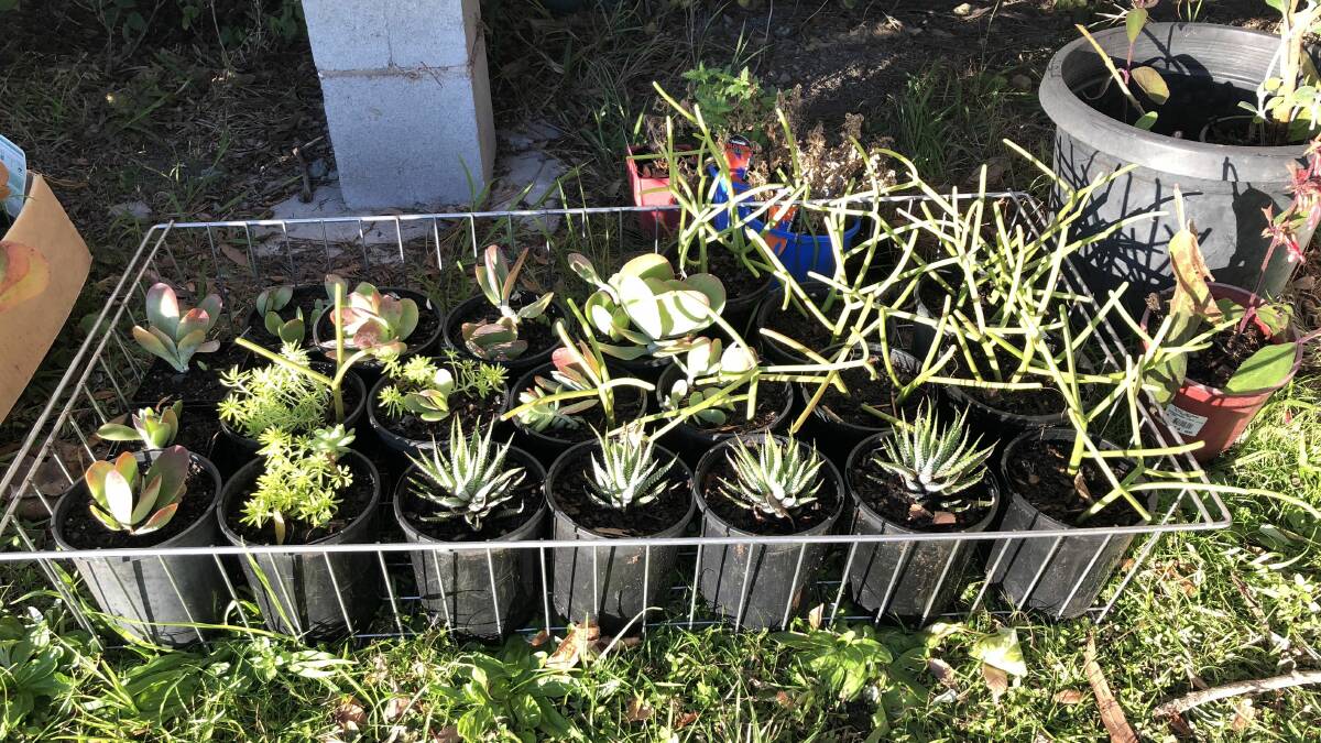 Succulents, ready to go!