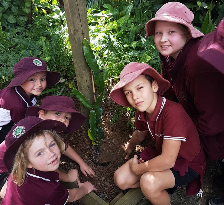 Lincoln, Oliver, Ashley, Skeet and Janae from Raleigh Public School busy planting for Planet Ark’s School Tree Day on Friday (27th).