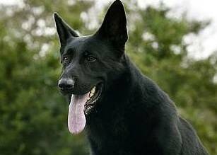 PD Marco led officer and emergency service to a missing man at Dungog ending a three-day search. Photo: NSW Police