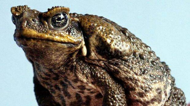 Discovery: A cane toad was found in Wauchope prompting a warning from FAWNA.