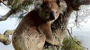 Pavey: managing koala country