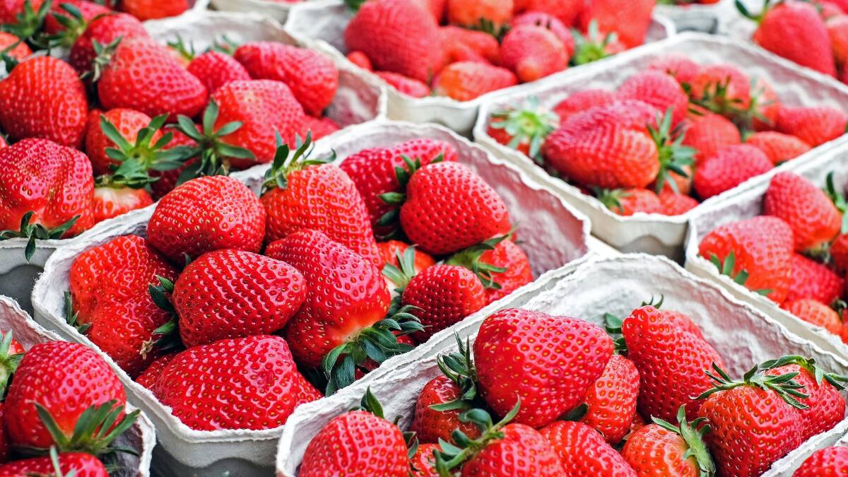 Strawberry crisis: serious penalties for contamination