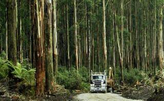 Forestry Corp responds to allegations by environmentalists
