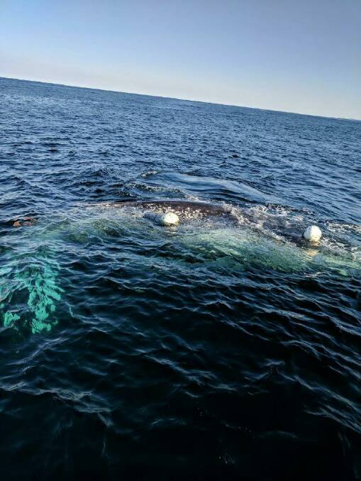 NPWS needs your eyes to help spot three entangled whales