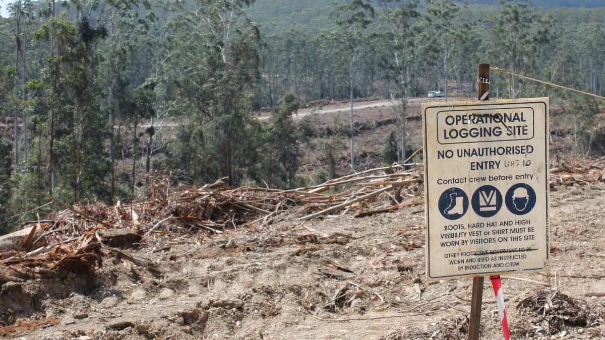 Council officially calls for a moratorium on logging
