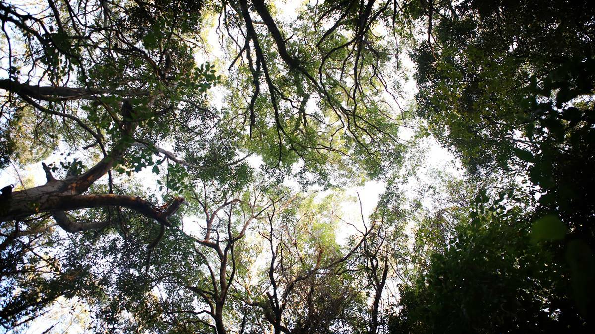 OPINION: NEFA says Labor's climate change policy leaves forests in firing line