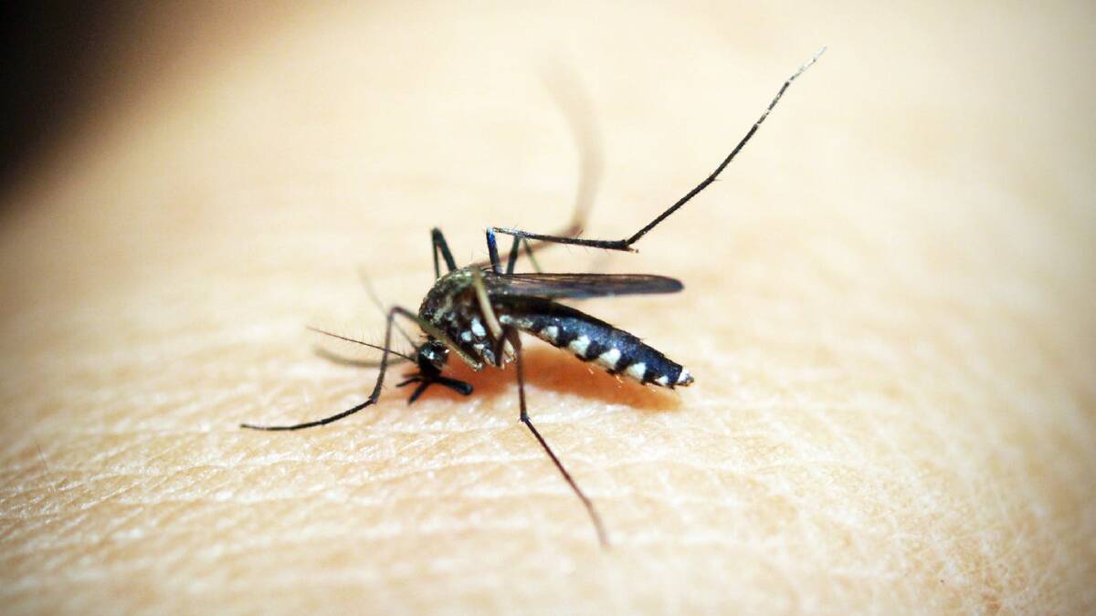 Mozzies are buzzing around – make sure you protect yourself
