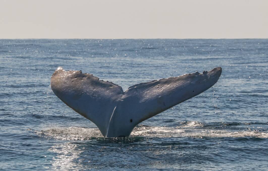 TAIL WAVE: Migaloo in Port Macquarie on July 29. Photo: Jodie Lowe's Marine Animal Photography.
