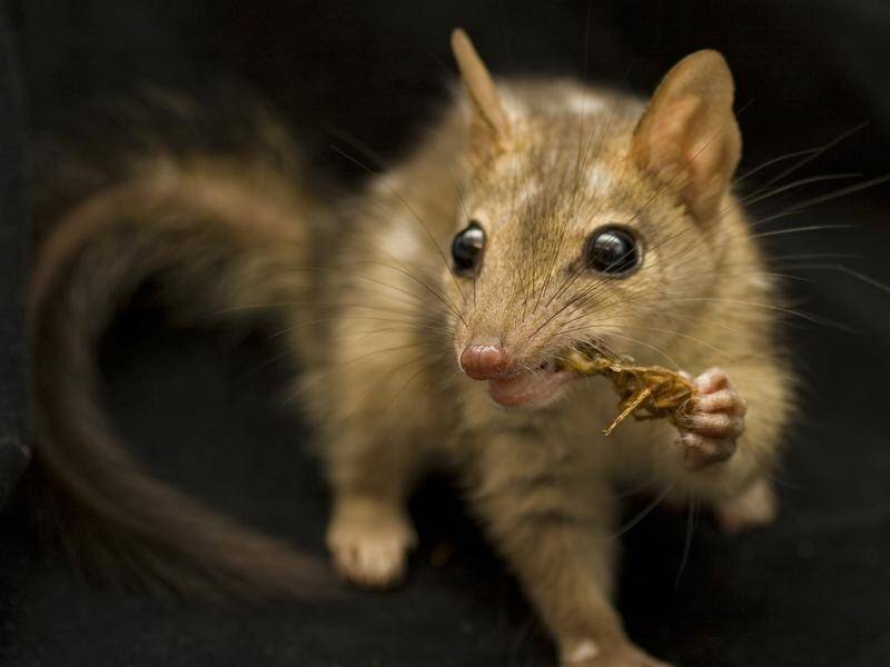 A Senate committee is examining the management of threatened native species like the northern quoll.