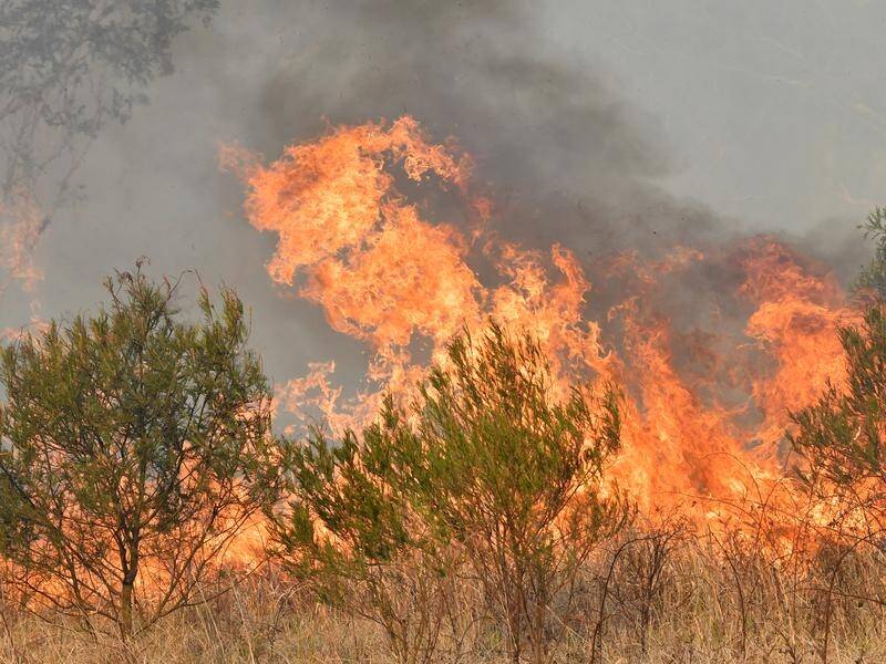 NSW firefighters continue to battle several out of control bushfires in the State's north