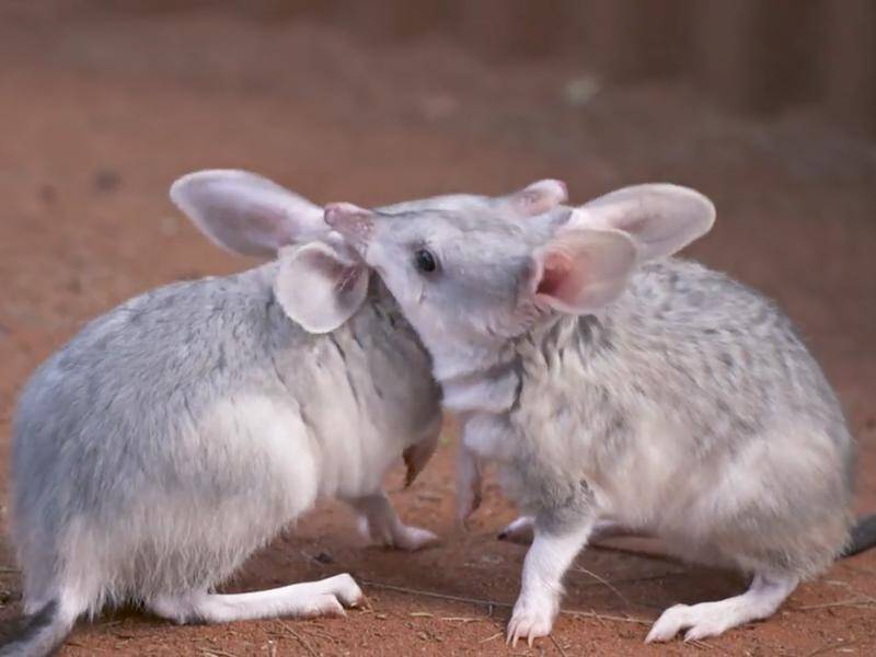 Two of the three bilby triplets born to one mum at Dreamworld.