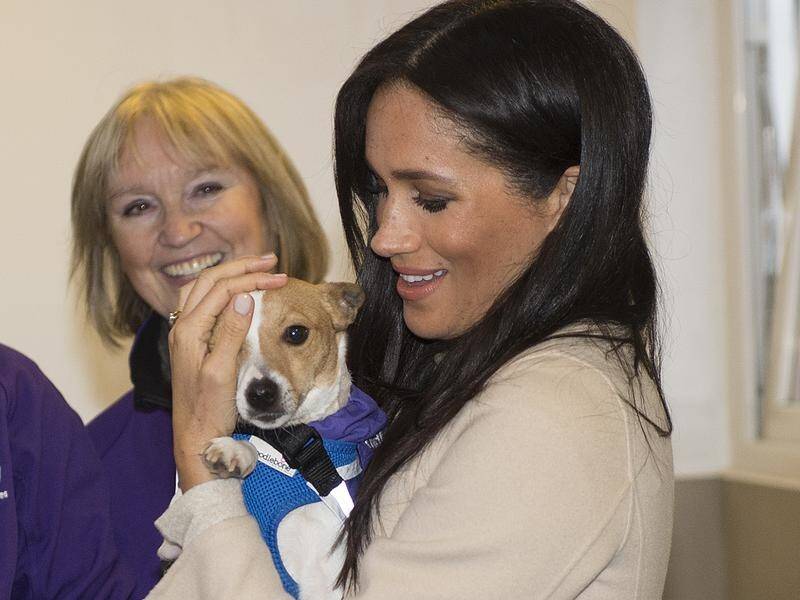 Minnie the terrier has been offered a home after she was cuddled by Meghan at an animal charity.
