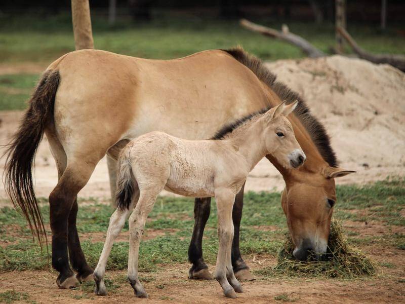 A rare Mongolian wild horse foal, Bataar, has been born at Weribee zoo in Victoria.