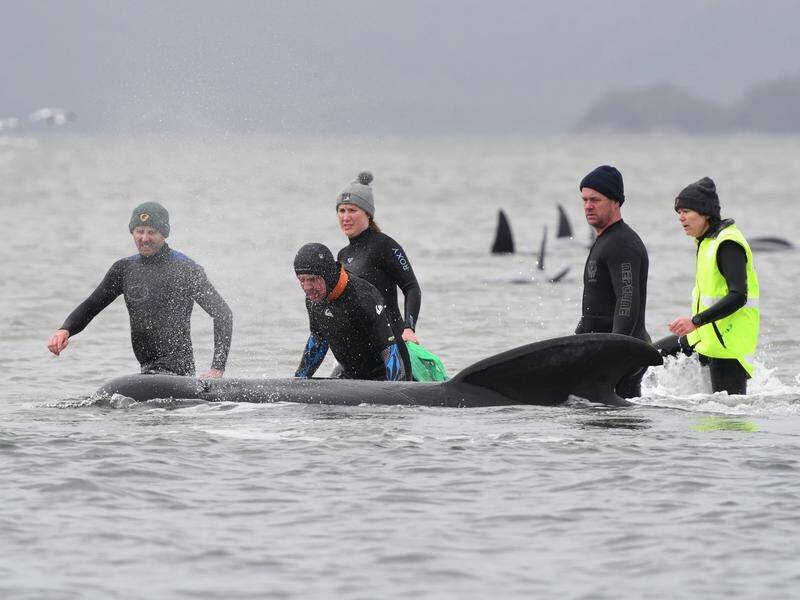 The social nature of pilot whales may have contributed to the pod becoming stranded in Tasmania.