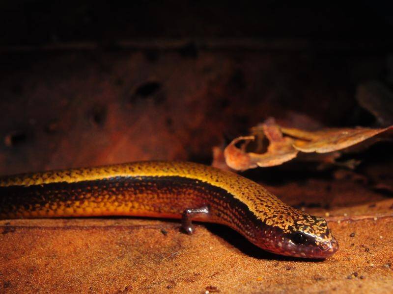 A three-toed skink gave birth to eggs followed by a live baby weeks later from the same pregnancy.