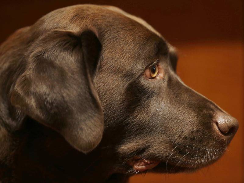 Dogs evolved their "sad eyes" facial expression in order to help them get on better with humans.