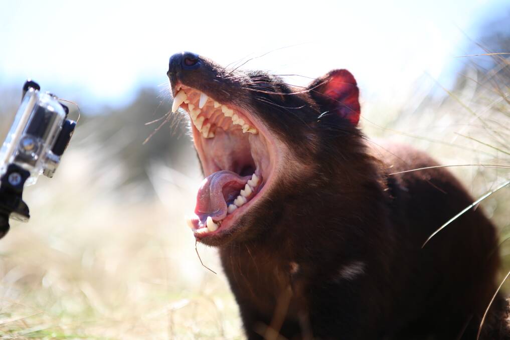 SAY CHEESE: Manning River Times photographer Carl Muxlow got up-close to the Tasmanian devils at Devil Ark using his GoPro. 
