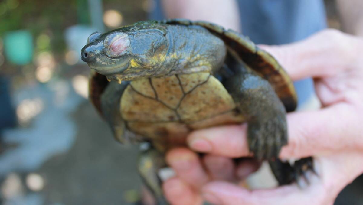 A virus has decimated the Bellinger River's snapping turtle population
