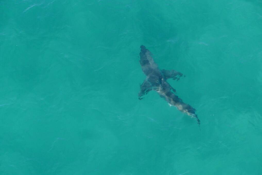 Residents are encouraged to be familiar with shark safety advice before getting in the water. Photo: SharkSmart Twitter.