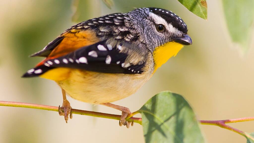 A Spotted Pardalote.